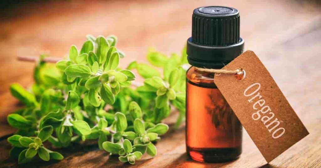 oregano oil